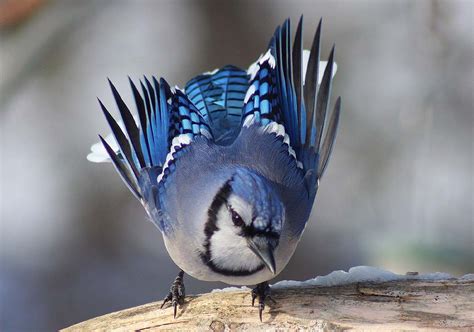 The Blue Jay | Canadian Lovely Bird Basic Facts & Information | Beauty ...