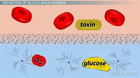 Blood-Brain Barrier | Definition, Function & Structure - Lesson | Study.com