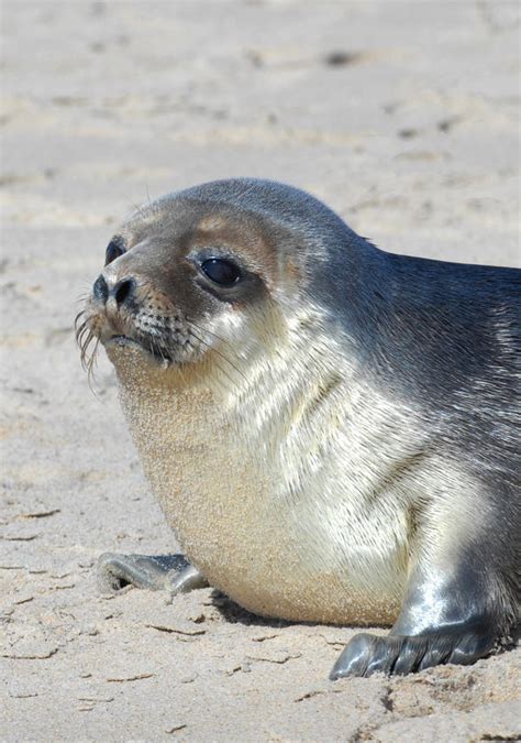 Hooded seal pup by Shadow-and-Flame-86 on DeviantArt