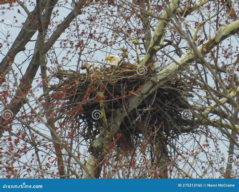 Bald Eagle Sitting on Nest in Woods Off Cayuga Lake Stock Image - Image ...