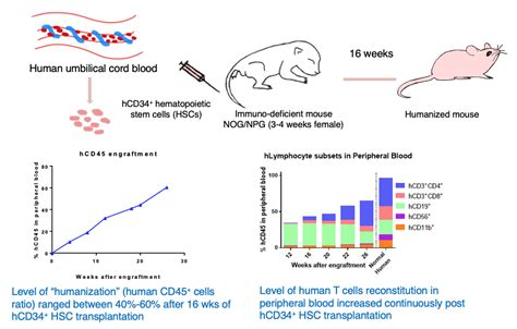 Humanized Mouse Models - PharmaLegacy | Preclinical Pharmacology CRO