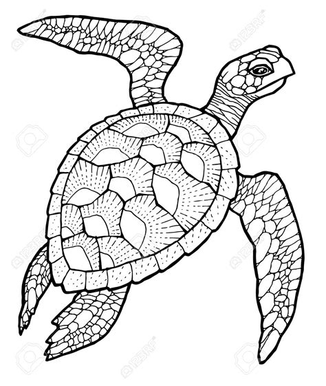 Sea Turtle Drawing at GetDrawings | Free download