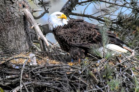 Bald eagle nesting season wraps up as bird of prey makes comeback ...