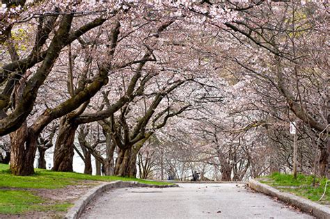 High Park cherry blossoms set to bloom in early May