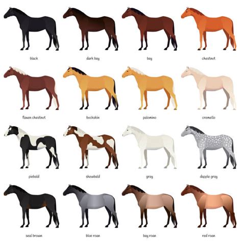 50+ Paint Horses Pics Stock Illustrations, Royalty-Free Vector Graphics ...