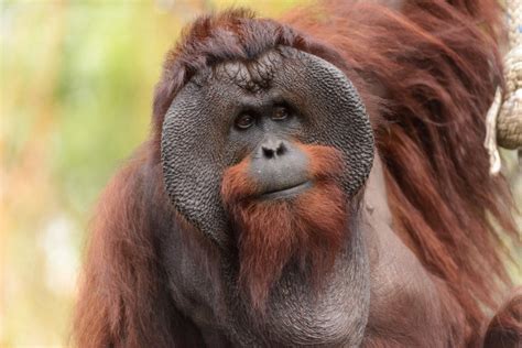 Bornean orangutans now 'critically endangered,' says IUCN