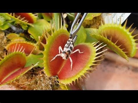 🔥 Venus Flytrap Feeding Compilation 🔥 : NatureIsFuckingLit