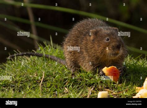 European Water Vole (Arvicola amphibius Stock Photo - Alamy