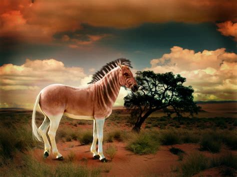 The Last Quagga by disturbedchic on DeviantArt