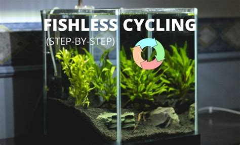 How Do You Cycle a Tank Without Fish? (Step by Step Process)