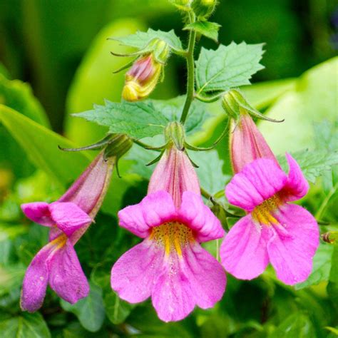 Rehmannia Root Benefits, Uses, Side Effects and More - Dr. Axe | Tcm ...