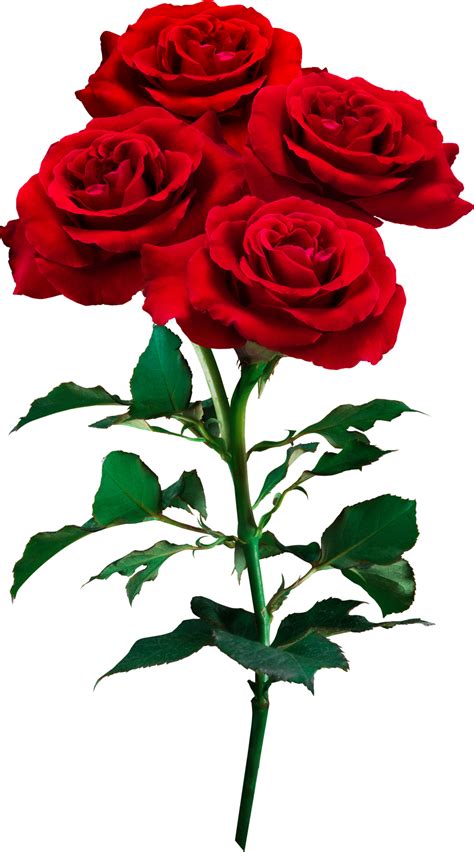 Red Rose flowers isolated for love wedding and valentines day 12591073 PNG