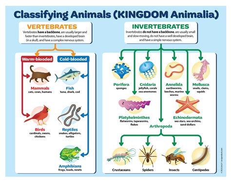 Buy ZOCO - Animal Kingdom Classification - Laminated 17 x 22 in ...