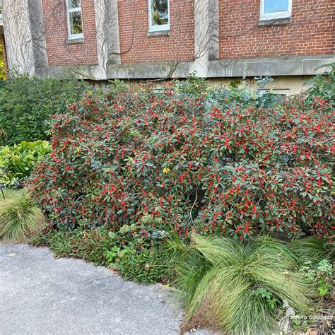 Ilex verticillata 'Winter Red' #3 (Female Winterberry Holly) - Scioto ...