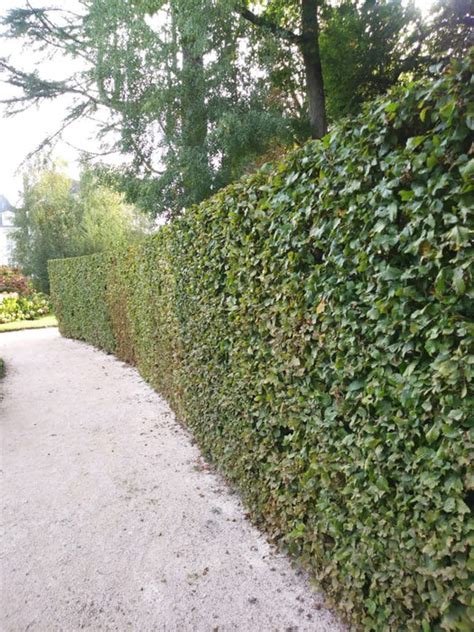 Hornbeam Hedging 125-150cm Bare Root | Mathias Nurseries