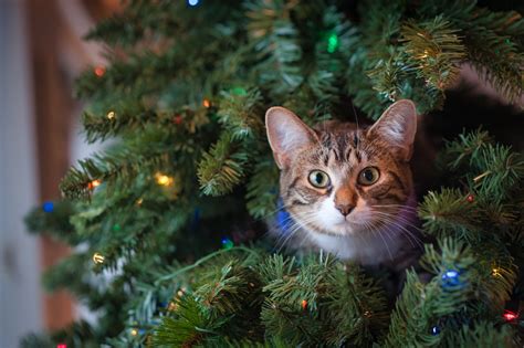 How to Stop a Cat From Climbing the Christmas Tree | POPSUGAR Pets