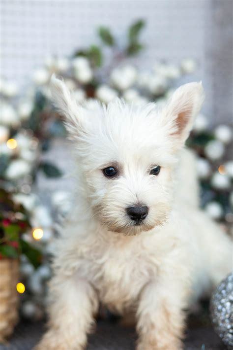 Westie Pups Really Cute – Kellys Kennels