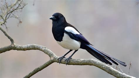 Vogelwelt im eigenen Garten: Elster