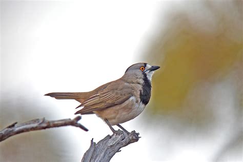 Southern Australia Birding Tours - Tasmania - Birdquest