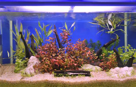 Aquarium Gravel: Types, Benefits, And Disadvantages - Aquariadise