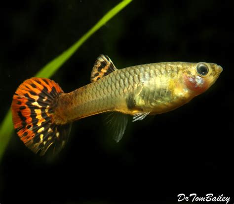 Premium FEMALE Red Cobra Fancy Guppy