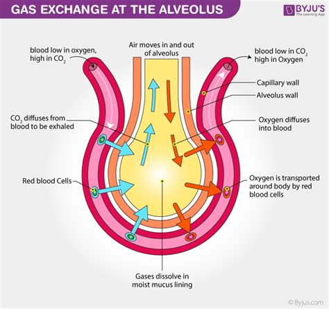 How are alveoli designed to maximize the exchange of gases?