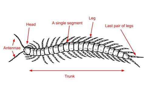 8 Bugs That Look Like Centipedes (But They Aren't)