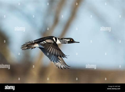 A flying hooded merganser duck Stock Photo - Alamy