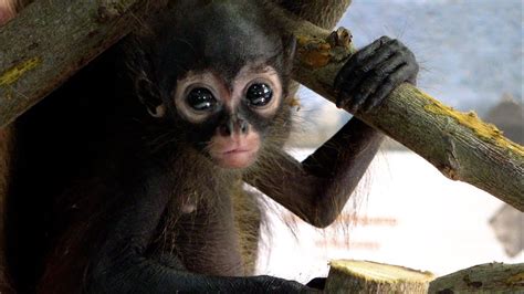 Rescued spider monkeys released into Guatemala rainforest - YouTube