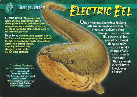 Electric Eel - Wierd N'wild Creatures Wiki