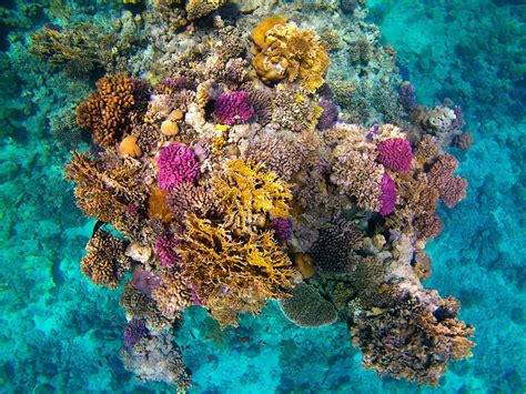 The state of Egypt’s coral reefs | Enterprise