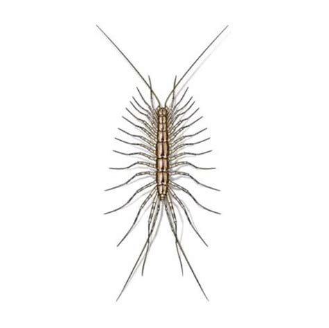 House Centipede Identification & Behavior | Isotech Pest Management