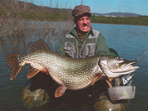 International Fishing News: ITALY: World record size pike caught!