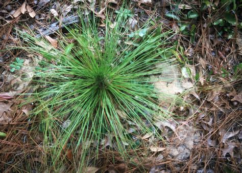 Longleaf Pine | Gardening in the Panhandle