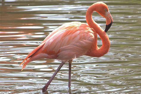 American Flamingo