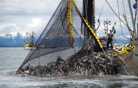 Amalga Harbor hatchery chum run opened to seiners