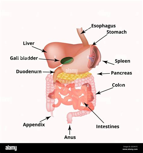 Estructura anatómica de los órganos abdominales. Bazo, hígado, vesícula ...