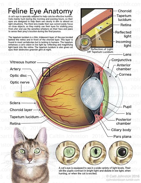 Scientific Illustration — cjohnstonbioart: Feline Eye Anatomy (2016 ...