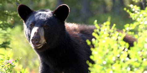 Quiz: What Are These Pacific Northwest Animals?