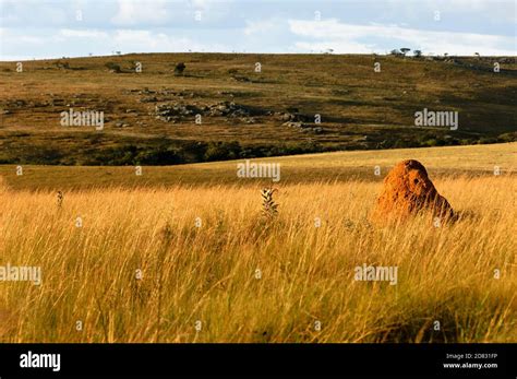 Brazilian cerrado savanna landscape and vegetation, cerrado grassland ...