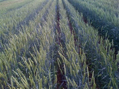 Grain Crops Update: Wheat in 15-inch rows will work but might cost yield