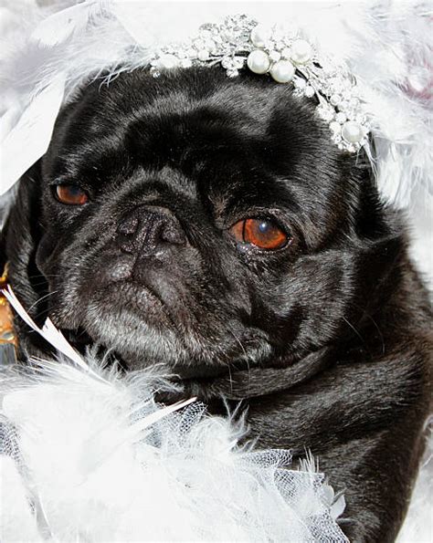 30+ Bride Pug Stock Photos, Pictures & Royalty-Free Images - iStock