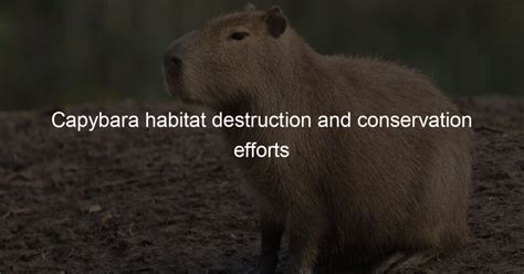 Capybara habitat destruction and conservation efforts - Capybara Lovers