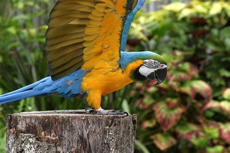 Blue-and-yellow Macaw - Zoo Atlanta