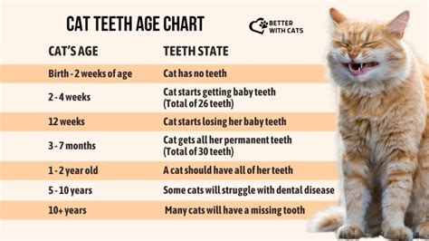 Cat Teeth Age Chart: A Way To Learn How Old Your Cat Is