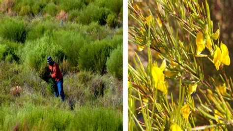 Rooibos cultivation fields in Cederberg remain unaffected by floods ...