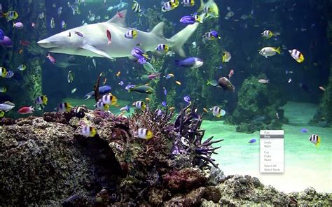 Best aquarium screensaver for windows 7 - readeriop