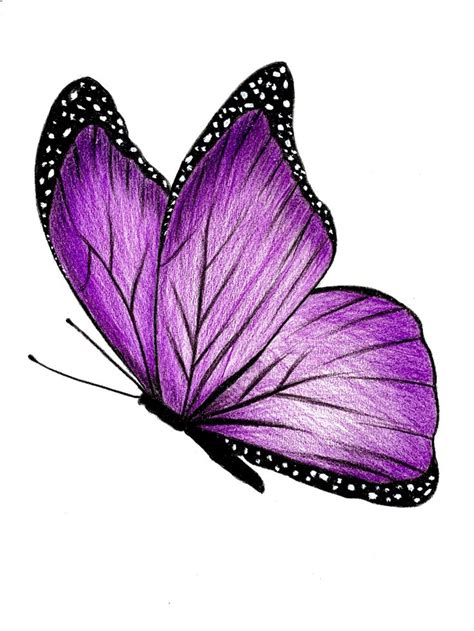 a drawing of a purple butterfly on a white background