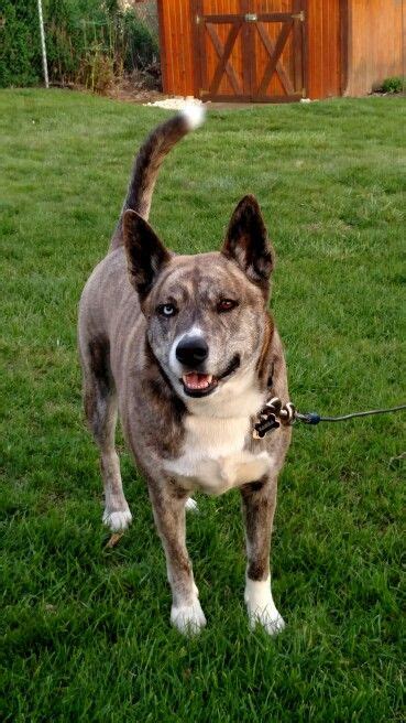 This is Sasha. Blue heeler/ Akita mix from an Ohio kill shelter. She is ...