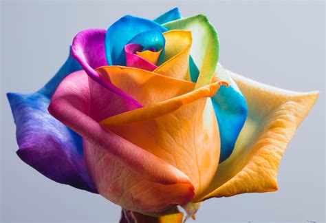 Wallpapers: Rainbow roses